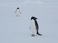 Adelie penguins 18